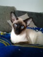 /album/katze/foto0156e001-1-jpg/
